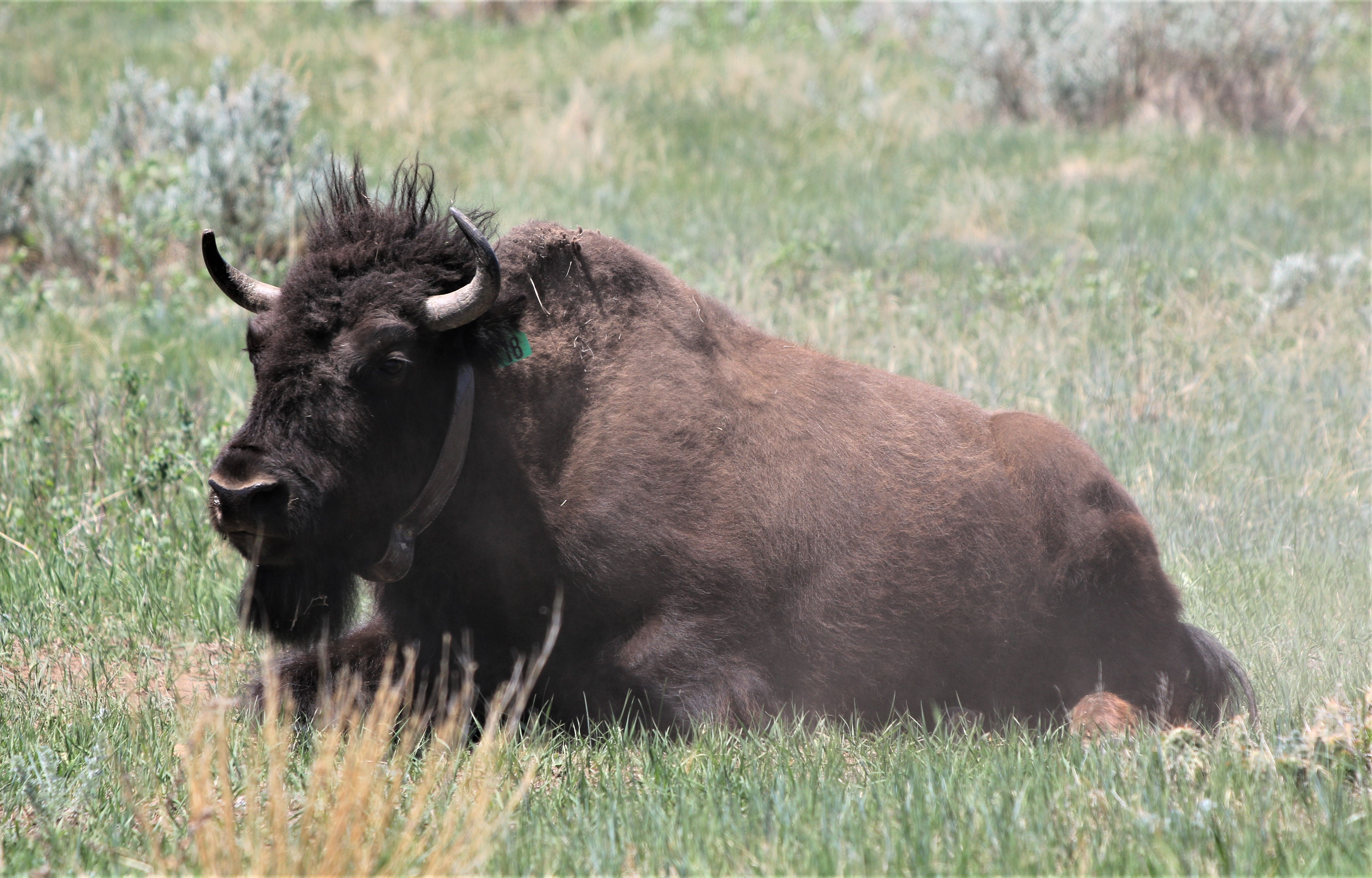 Theodore Roosevelt NP